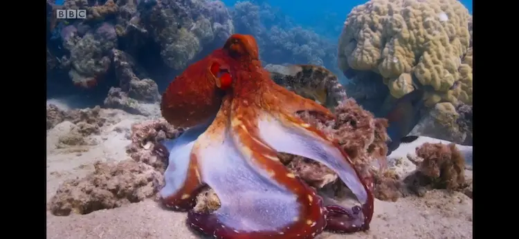 Big blue octopus (Octopus cyanea) as shown in Blue Planet II - Coral Reefs